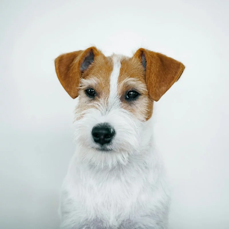 Hond